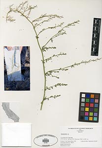 Herbarium Sheet of 